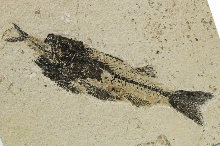 Mioplosus Aspiration (Died Choking On Prey) Fossil - Wyoming #275198